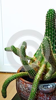 Photography of Stenocereus alamosensisÃÂ octopus cactusÃÂ orÃÂ cina photo